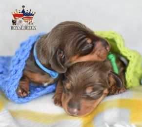 miniature dachshund puppies