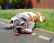 english bulldog puppy