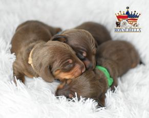 miniature dachshund puppies