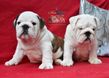 english bulldog puppy