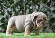 english bulldog puppy