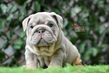 english bulldog puppy