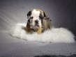 english bulldog puppy