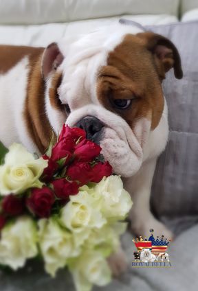 english bulldogs