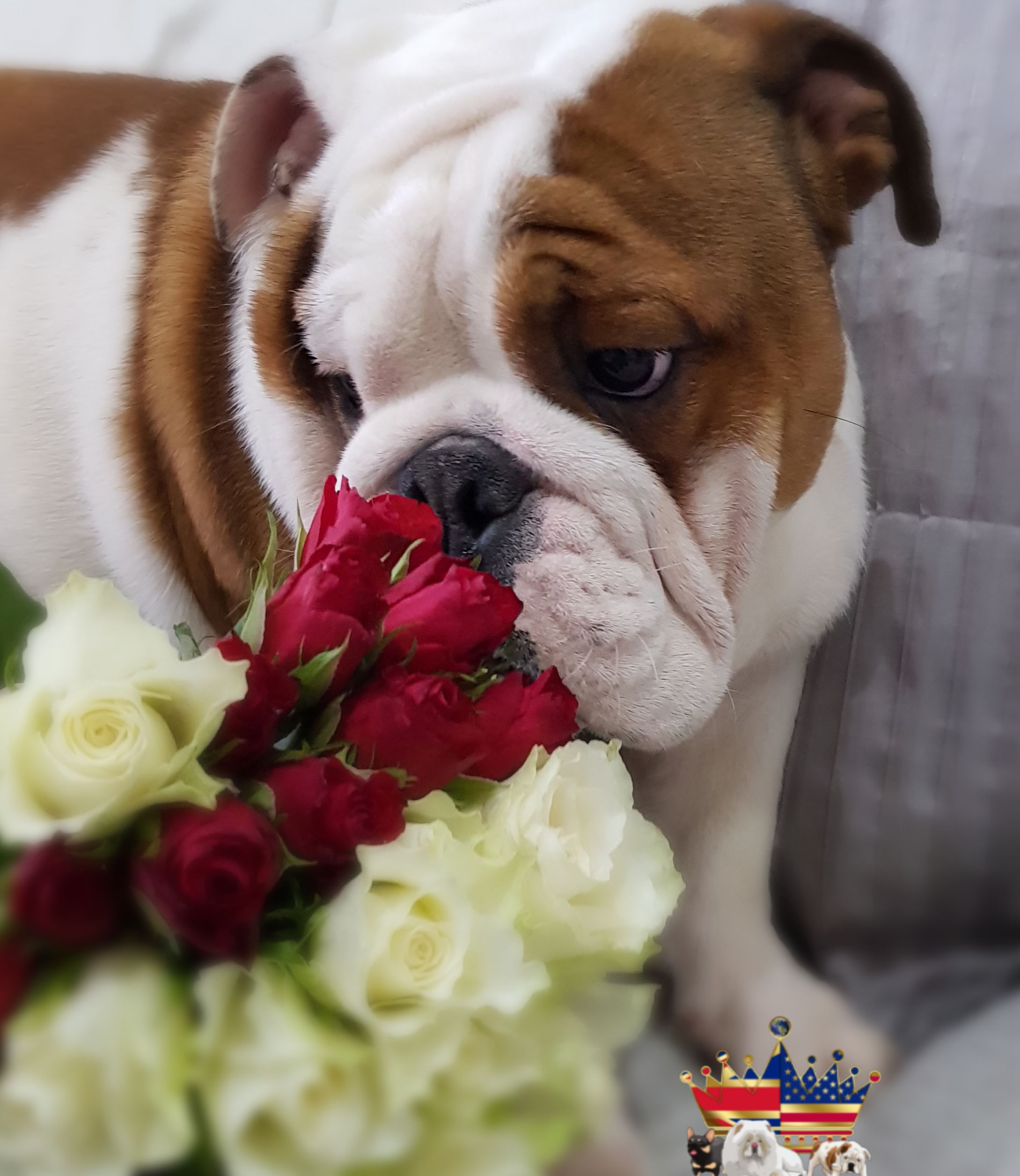 english bulldogs