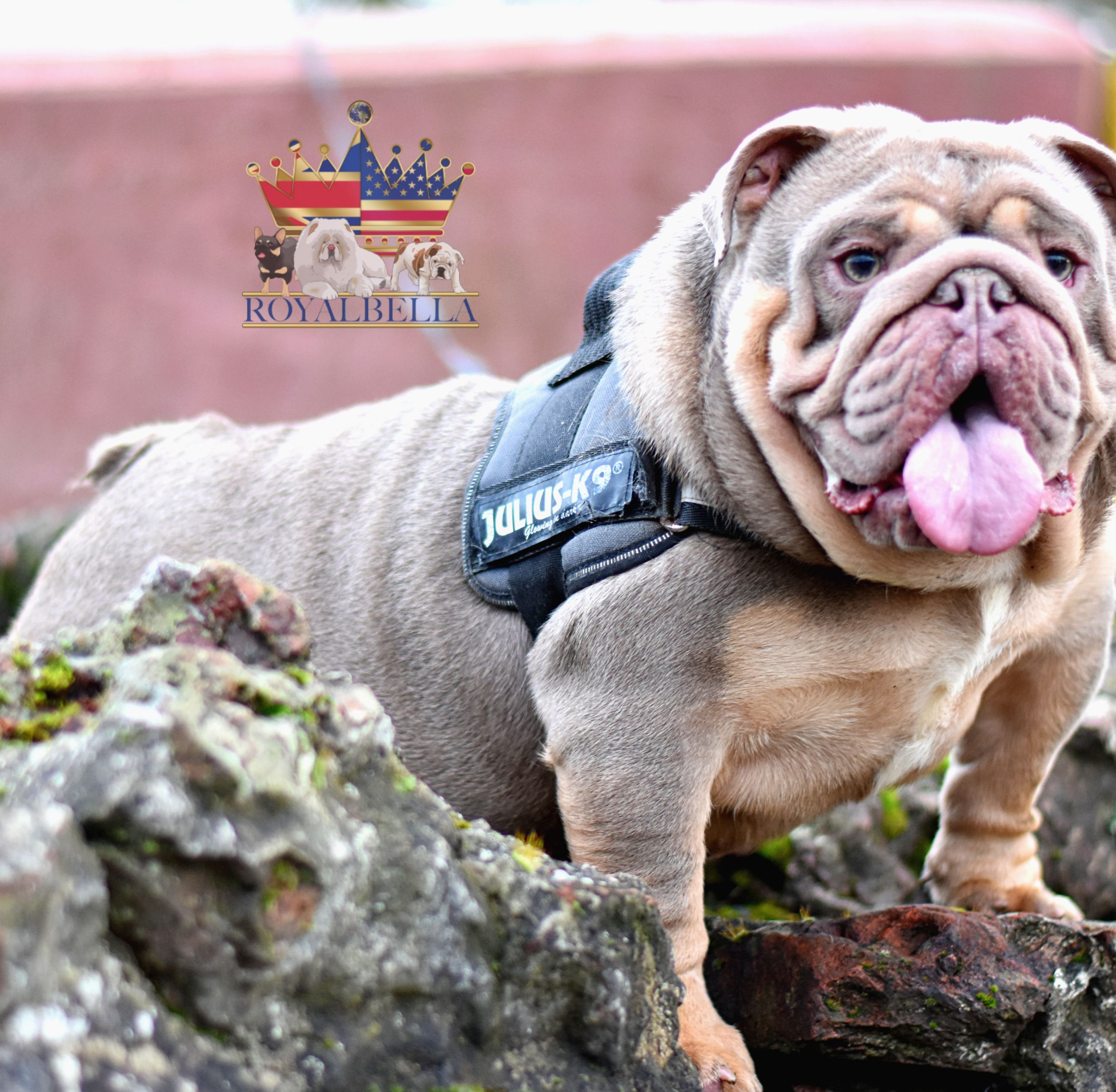 english bulldogs
