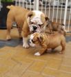 Mafia and pups