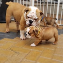 Mafia and pups