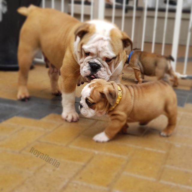Mafia and pups
