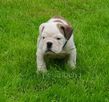 english bulldog puppy