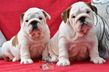 english bulldog puppy