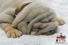 english bulldog puppies