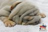 english bulldog puppies