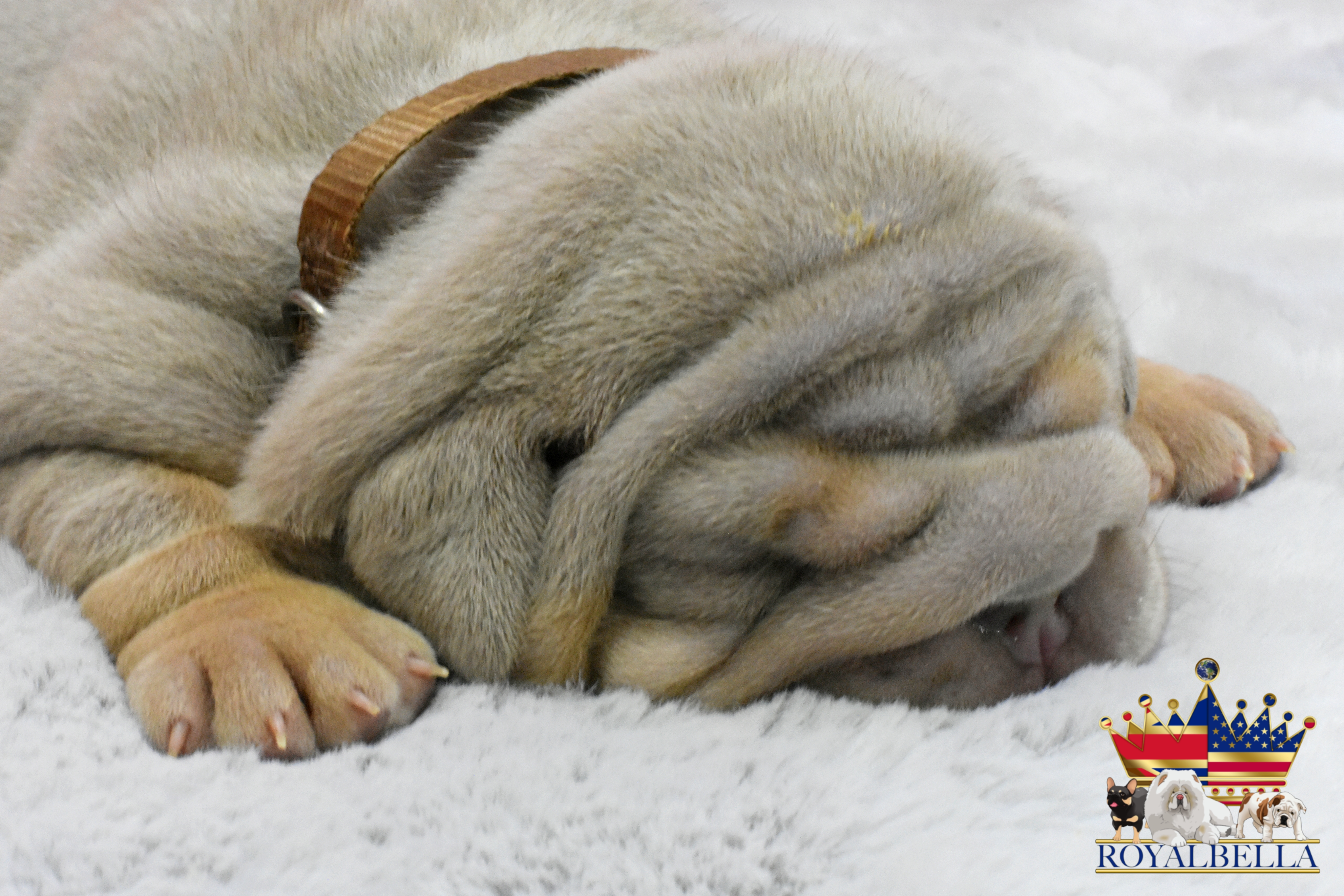 english bulldog puppies