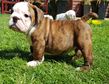 english bulldog puppy