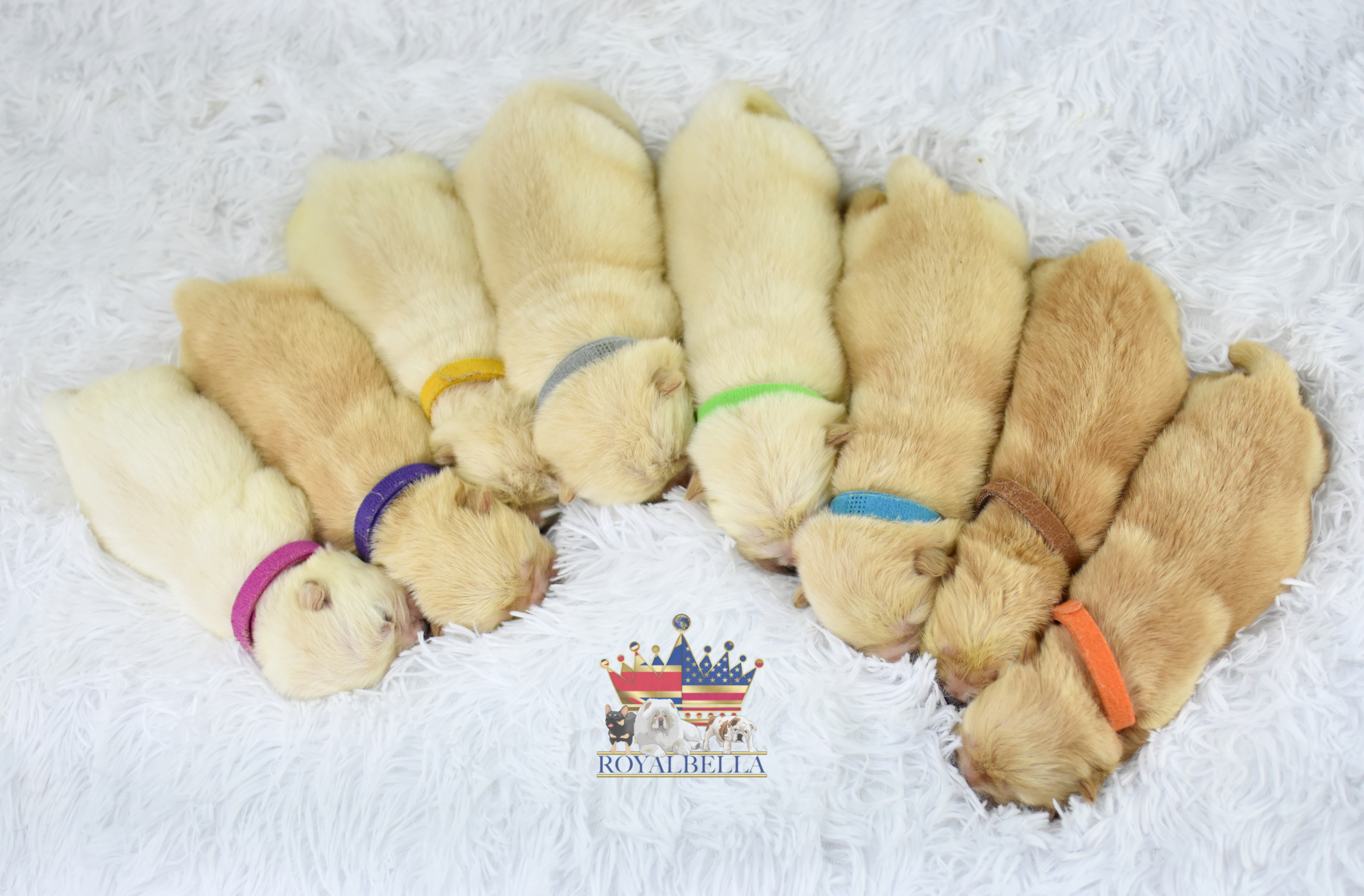 chow chow puppies