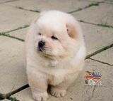 chow chow puppies