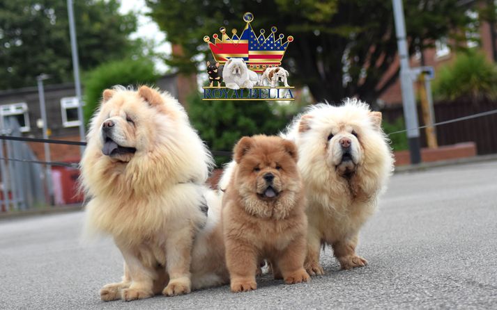 chow chows 