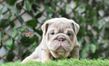 english bulldog puppy