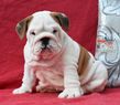 english bulldog puppy