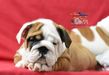 english bulldog puppy