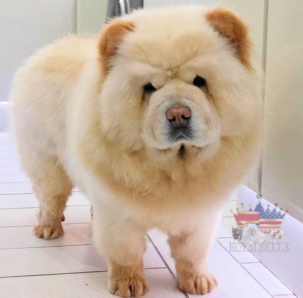 chow chow