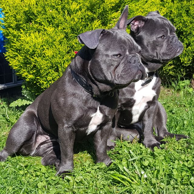French Bull Dog