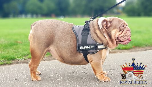 english bulldogs