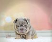 english bulldog puppy