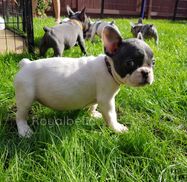 french bulldog