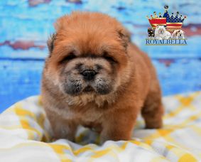 chow chow puppies