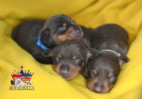 miniature dachshund puppies