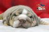 english bulldog puppies