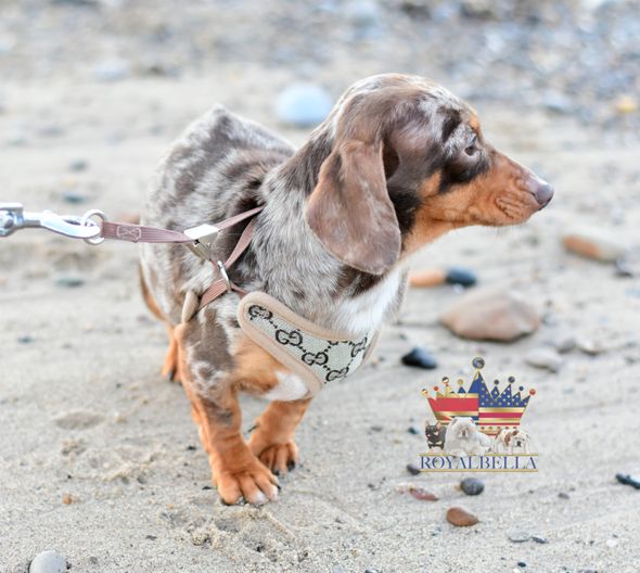 miniature chocolate dapple dachshund