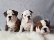 english bulldog puppies