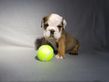 english bulldog puppy