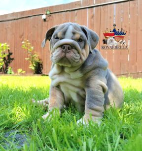 english bulldogs