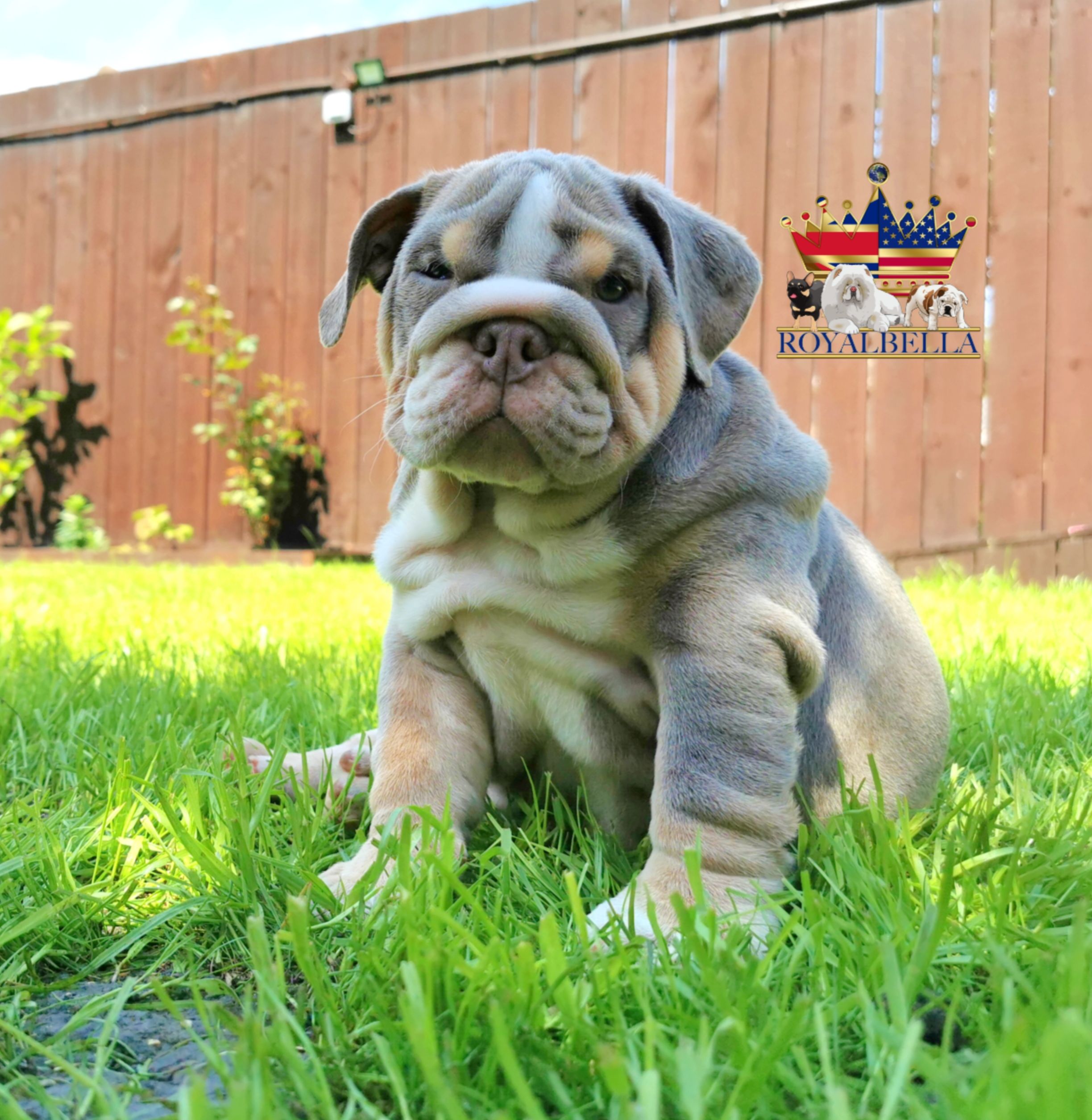 english bulldogs