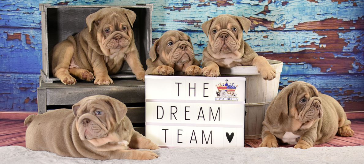 english bulldog puppies