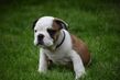 english bulldog puppy