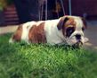 english bulldog puppy