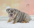 english bulldog puppy