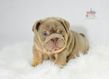 english bulldog puppy