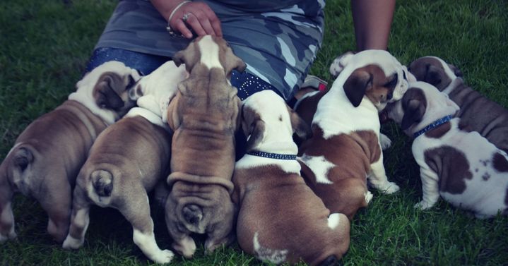 english bulldog puppies