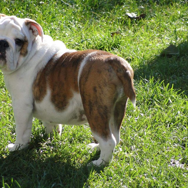 English Bull Dog