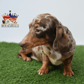 miniature chocolate dapple dachshund