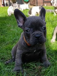 french bulldog