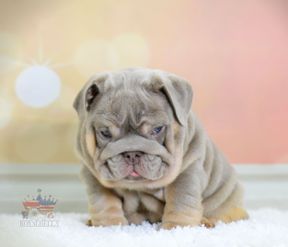 english bulldogs