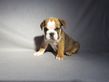 english bulldog puppy