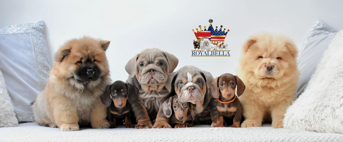 english bulldog puppies